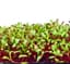 Microgreens, Early Wonder Green Top 2 Grams — thumbnail 1 of 2