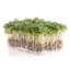 Microgreens, Upland Cress 3.5 Grams — thumbnail 1 of 2