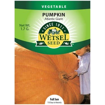 Pumpkin, Atlantic Giant 1.7 Grams — photo 1 of 2