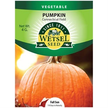 Pumpkin, Connecticut Field 4 Grams — photo 1 of 2