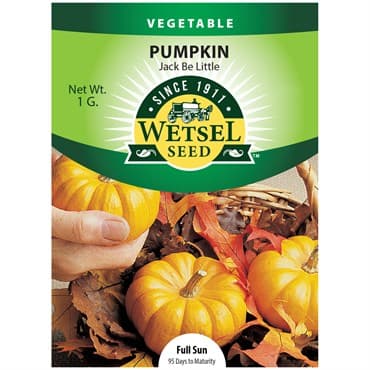 Pumpkin, Jack B Little 1 Gram — photo 1 of 2
