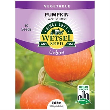 Pumpkin, Wee Be Little ( Patio ) 10 Seed Count — photo 1 of 2