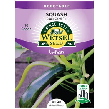 Squash, Black Coral F1 ( Patio ) 10 Seed Count — photo 1 of 2