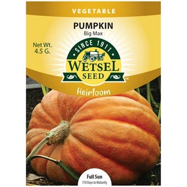 Pumpkin, Heirloom Big Max 4.5 Grams — photo 1 of 2