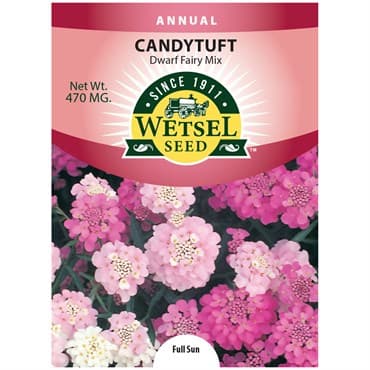 Candytuft, Dwarf Fairy Mix 470mg — photo 1 of 2