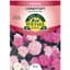 Candytuft, Dwarf Fairy Mix 470mg — thumbnail 1 of 2