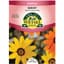 African Daisy Aurantiaca Mix 280mg — thumbnail 1 of 2