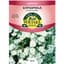 Gypsophila, Covent Garden 280mg — thumbnail 1 of 2