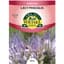 Lacy Phacelia 2 Grams — thumbnail 1 of 2
