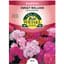 Sweet William, Tall Double Mix 470mg — thumbnail 1 of 2