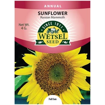 Sunflower, Russian Mammoth 4 Grams — photo 1 of 2