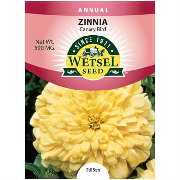 Zinnia, Canary Bird 590mg — photo 1 of 2