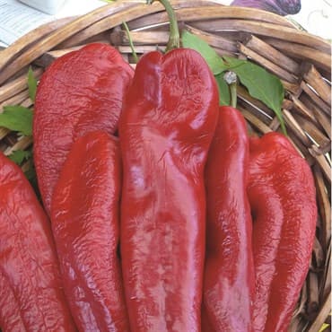 Peppers, Bhut Jolokia 100 Seed Count — photo 1 of 2