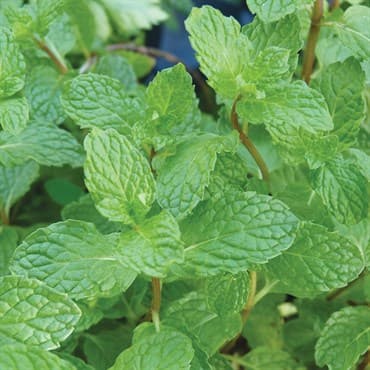 Peppermint 1/4oz — photo 1 of 2