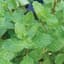 Peppermint 1/4oz — thumbnail 1 of 2