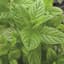 Spearmint 1/16oz — thumbnail 1 of 2