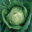 Cabbage, Early Jersey Wakefield 1000 Seed Count — thumbnail 1 of 2