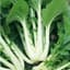 Cabbage, Chinese Pak Choi 1000 Seed Count — thumbnail 1 of 2