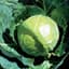 Cabbage, Golden Acre 1000 Seed Count — thumbnail 1 of 2