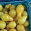 Tomato, Yellow Pear 1000 Seed Count — thumbnail 1 of 2