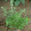 Catnip 1oz — thumbnail 1 of 2
