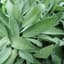 Sage 1oz — thumbnail 1 of 2