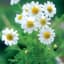Chamomile, German 1/16oz — thumbnail 1 of 2