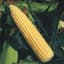 Corn, Golden Queen 4oz — thumbnail 2 of 2