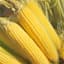 Corn, Iochief 1lb — thumbnail 2 of 2