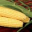 Corn, Bodacious Sweet 1lb — thumbnail 2 of 2