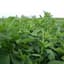 Alfalfa, 50# Variety Not Stated — thumbnail 2 of 2