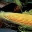 Corn, Incredible 50lb — thumbnail 2 of 2