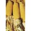 Popcorn, Perdue 410 Hybrid 1lb — thumbnail 2 of 2