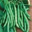 Beans, Burpee Stringless 50lb — thumbnail 2 of 2