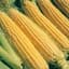 Corn, Illini Xtra Sweet 1lb — thumbnail 2 of 2