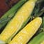 Corn, Delectable 4oz — thumbnail 2 of 2