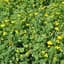 Birdsfoot Trefoil, Leo 50# — thumbnail 2 of 2