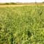 Brome Grass, Smooth 50# — thumbnail 2 of 2