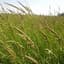 Reed Canarygrass VNS - 50# — thumbnail 2 of 2