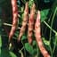 Beans, Taylor Horticulture Bush 50lb — thumbnail 2 of 2