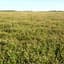 Clover, Alsike 50# — thumbnail 2 of 2