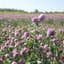Clover, Medium Red P.I. 50# — thumbnail 2 of 2