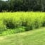 Clover, Yellow Blossom Sweet 50# — thumbnail 2 of 2
