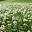 Clover, Ladino 1# Each — thumbnail 2 of 2