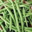 Beans, Tendergreen Bush Stringless 1/2lb — thumbnail 2 of 2
