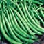 Beans, Greencrop Bush Treated 25lb — thumbnail 2 of 2