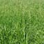 Tall Fescue Rendition 50# — thumbnail 2 of 2
