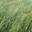 Red Fescue, Boreal Certified 50# — thumbnail 2 of 2