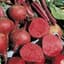Beets, Crosby Egyptian 1/2oz — thumbnail 2 of 2