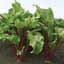 Beets, Red Ace Hybrid 1/2oz — thumbnail 2 of 2